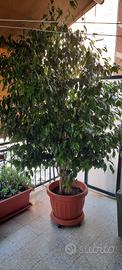 Ficus Benjamin