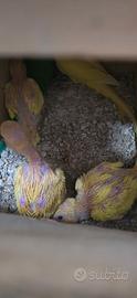 Parrocchetto dal colore