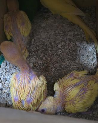 Parrocchetto dal colore