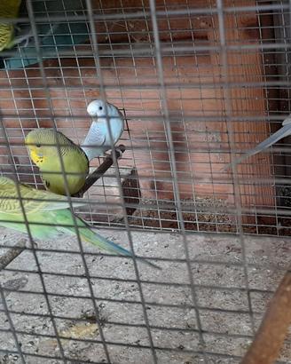 Uccelli