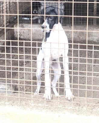 Pointer