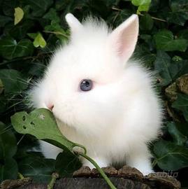Cuccioli coniglio testa di leone