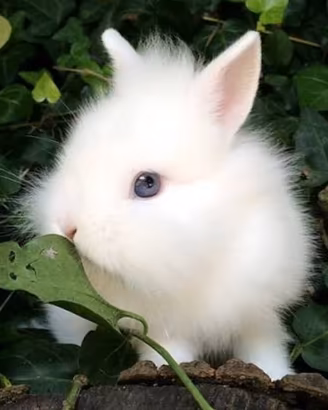 Cuccioli coniglio testa di leone