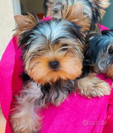 Yorksheire terrier cuccioli