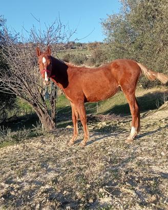 Puledro andaluso