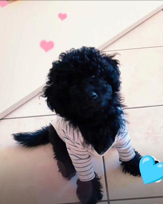 Cucciolo di Barboncino Toy