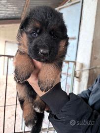 cucciola pastore tedesco 