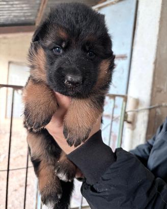 cucciola pastore tedesco 