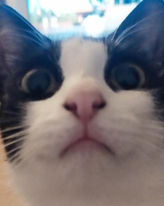 Gattina 2 anni affettuosa sterilizzata