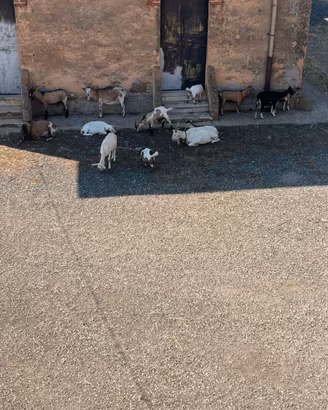 Capre saanen e camosciato