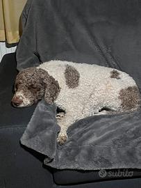 Lagotto romagnolo