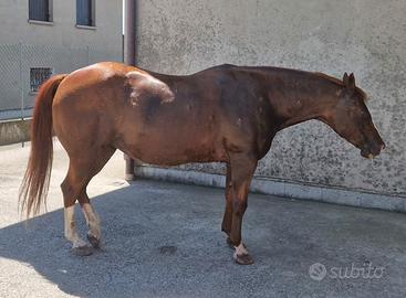 Cavalla quarter Horse