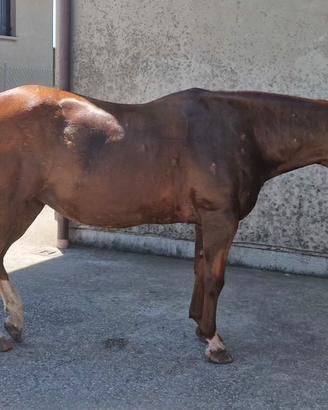 Cavalla quarter Horse