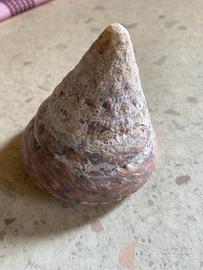 Conchiglie da collezione