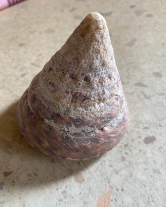 Conchiglie da collezione