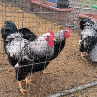 Galli Barnevelder galline ornamentali