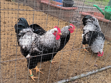 Galli Barnevelder galline ornamentali