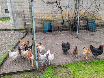 Galline ornamentali e ovaiole