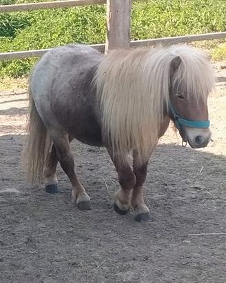 Pony intero di quattro anni
