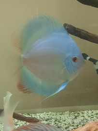 Discus blu diamond 15-16 cm