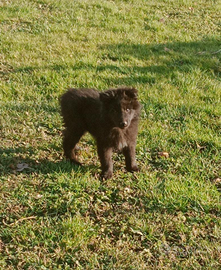 Cuccioli pastore del lagorai