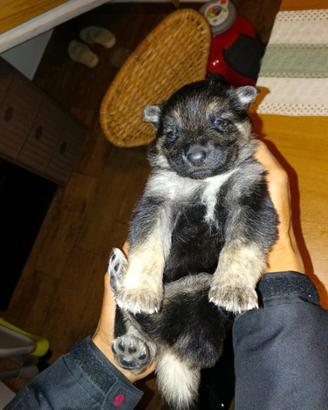 Cuccioli Pastore belga pastore tedesco