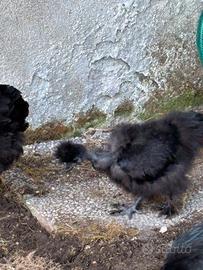 Galline ornamentali (moroseta,marans,cemani)
