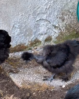 Galline ornamentali (moroseta,marans,cemani)