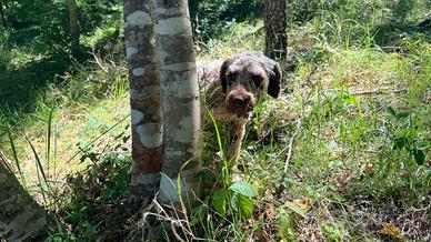 Lagotto romagnolo