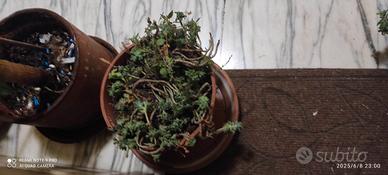 piante grasse 3 modelli di piante diverse