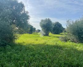 TER. AGRICOLO A POLIGNANO A MARE