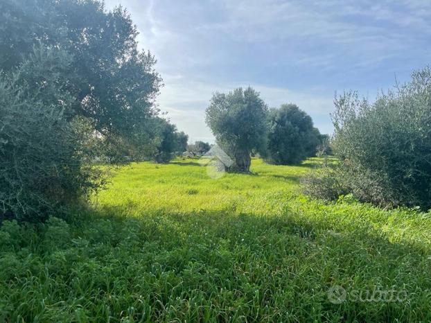 TER. AGRICOLO A POLIGNANO A MARE