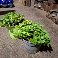 Piante di menta acquatica