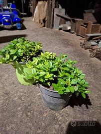 Piante di menta acquatica