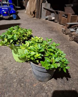 Piante di menta acquatica