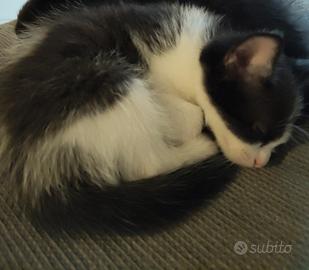 Gattina di quasi 2 mesi
