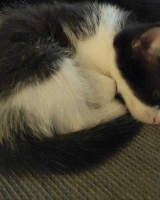 Gattina di quasi 2 mesi