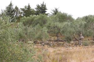 Immobile in asta di 4174 m² a Pompeiana
