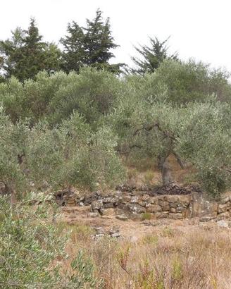 Immobile in asta di 4174 m² a Pompeiana