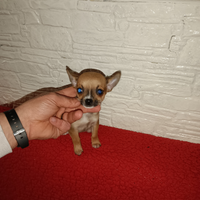 Chihuahua mini toy