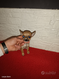 Chihuahua mini toy
