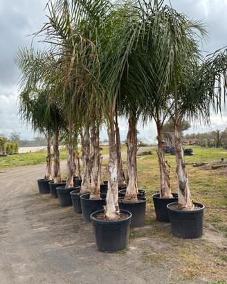 Palma cocos