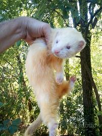 Furetti