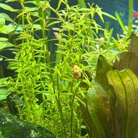 Rotala H’ra pianta acquatica a stelo + omaggio