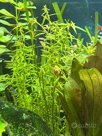 Rotala H’ra pianta acquatica a stelo + omaggio