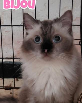 Bijou gattina birmana di quattro anni