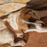 Cucciolo futura taglia grande