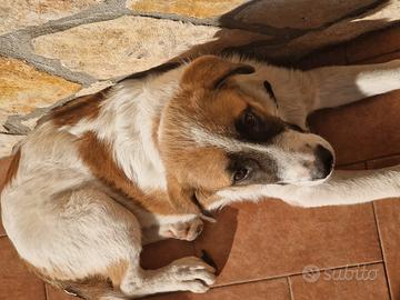 Cucciolo futura taglia grande