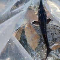 Pesci per laghetto / acquario