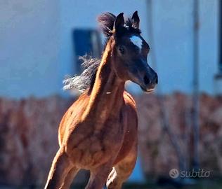 Puledro Arabo Purosangue 